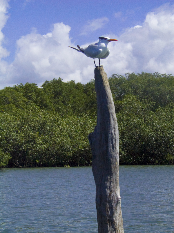 Royal Tern On Snag